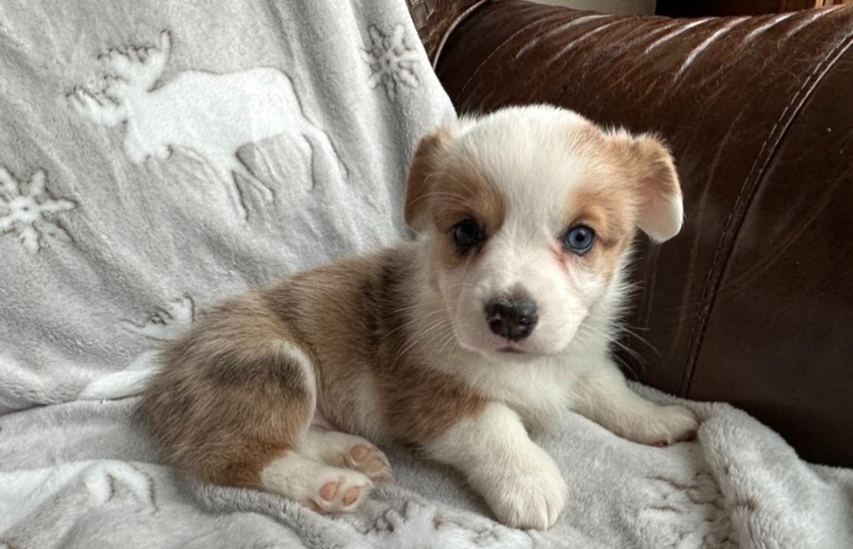 Zoe, Brindle Merle Female