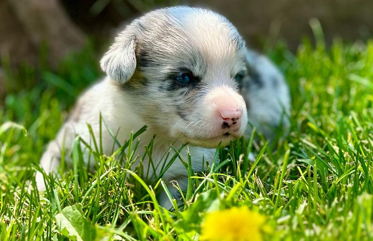 Ashton puppy test pic