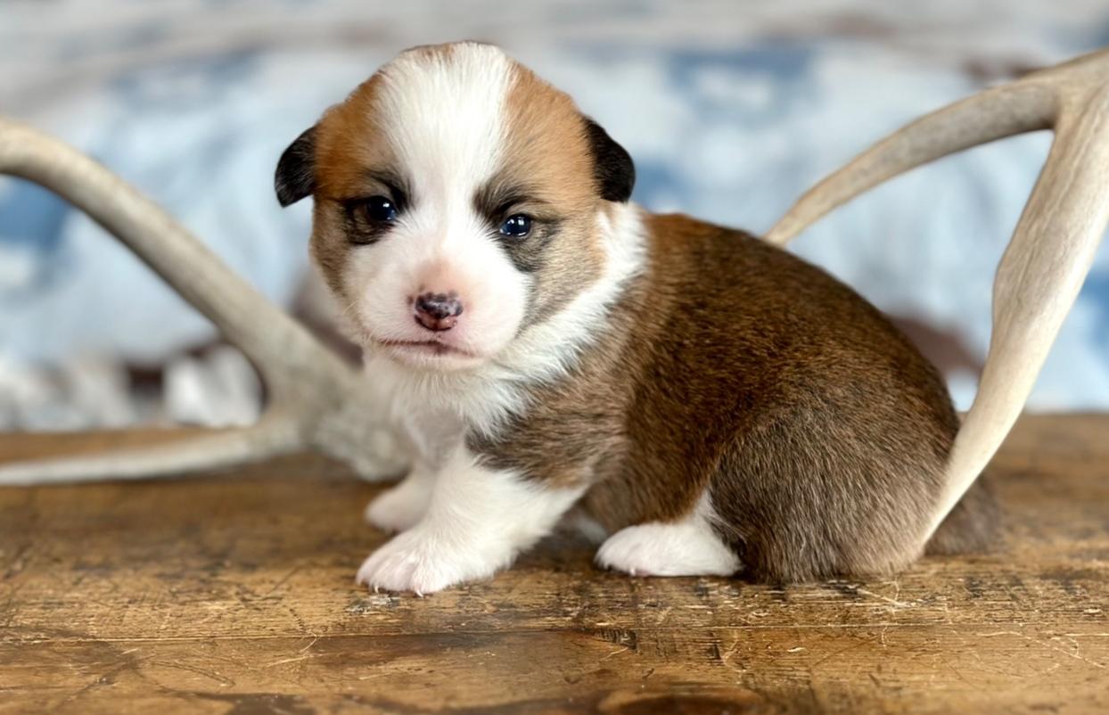 Maple (f) Ririe’s โ
/23