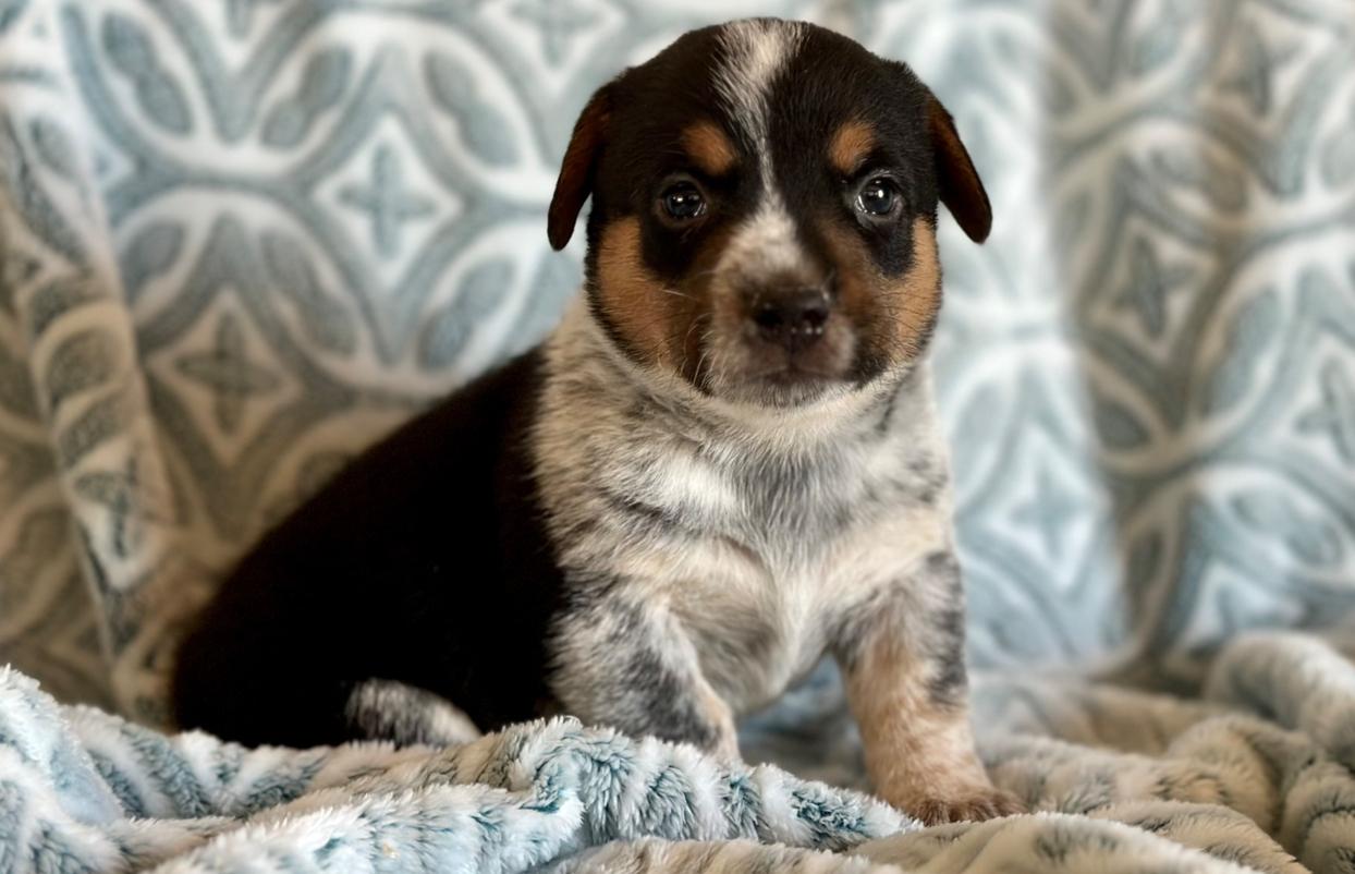 Vince (m) McCall’s 7/20