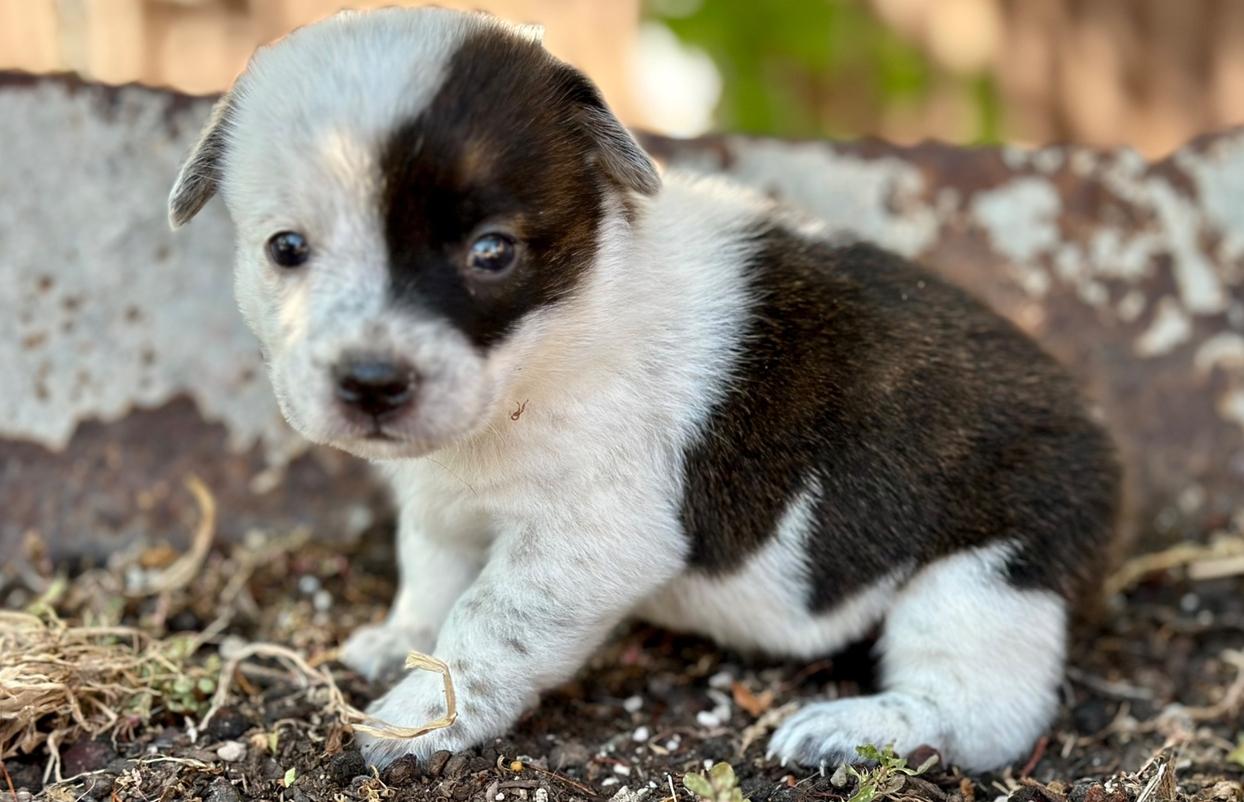 Wrigley (f) McCall’s 7/20