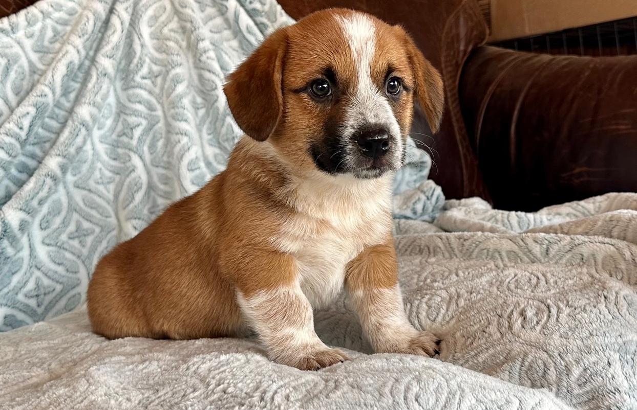 Beau (m) McCall’s 8/17