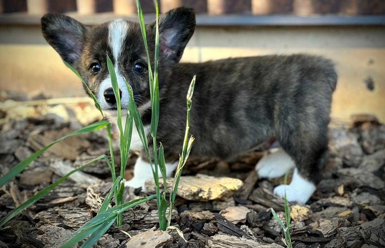 Stitch Ashton’s (m) 8/8