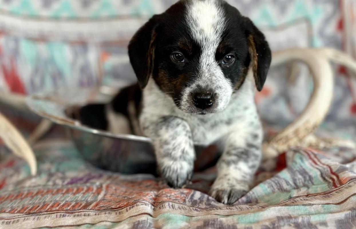 Mica (m) McCall’s 8/17