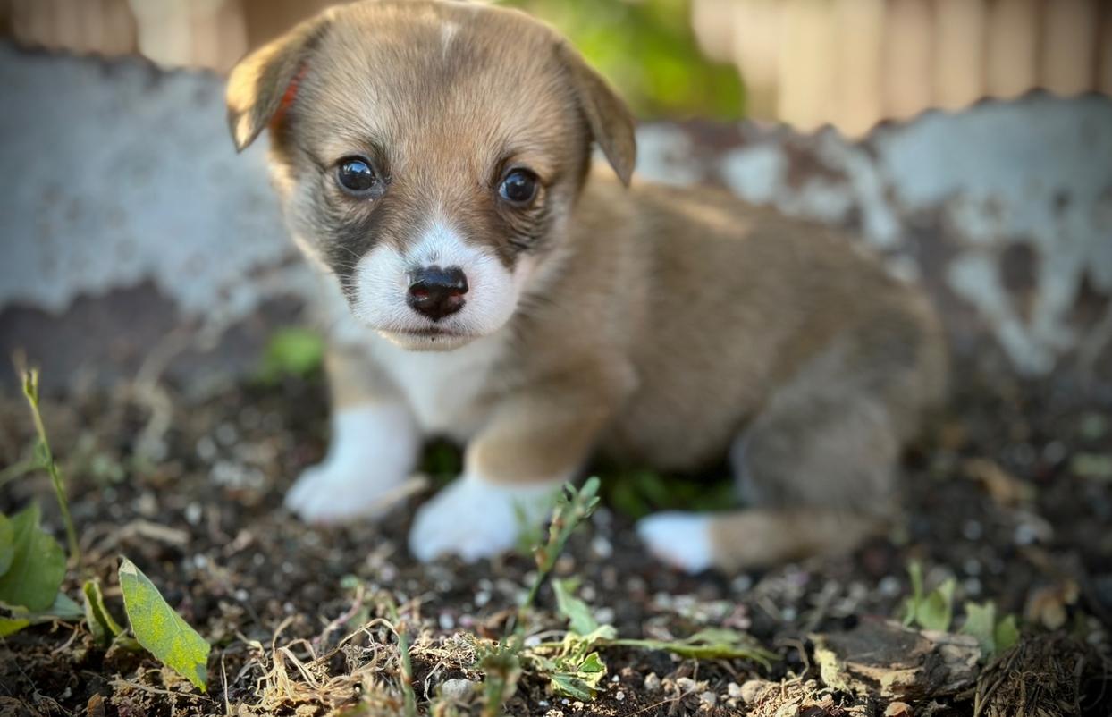 Sable (f) Ashton’s 7/21