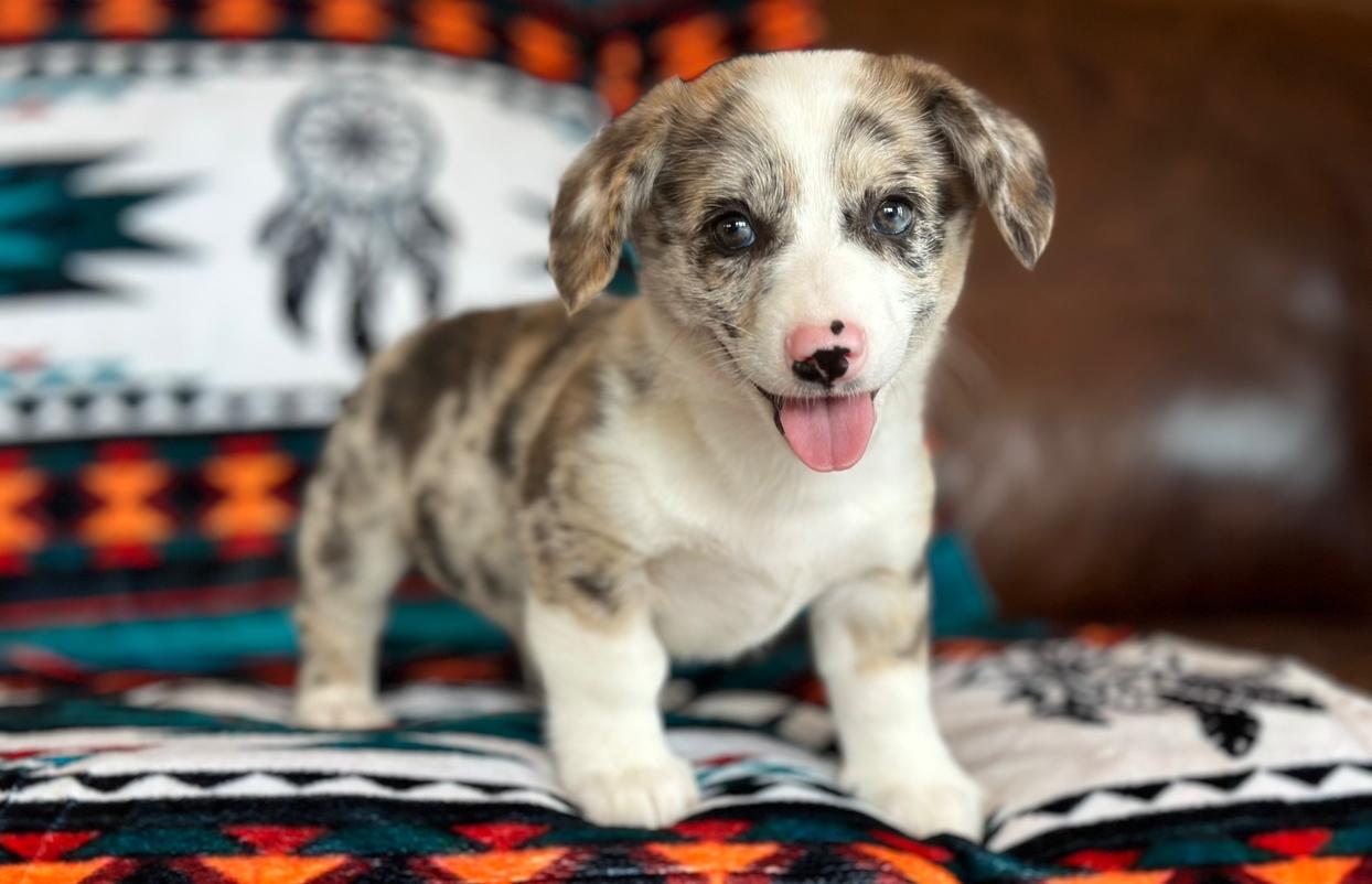 Gunner Ririe’s 8/18