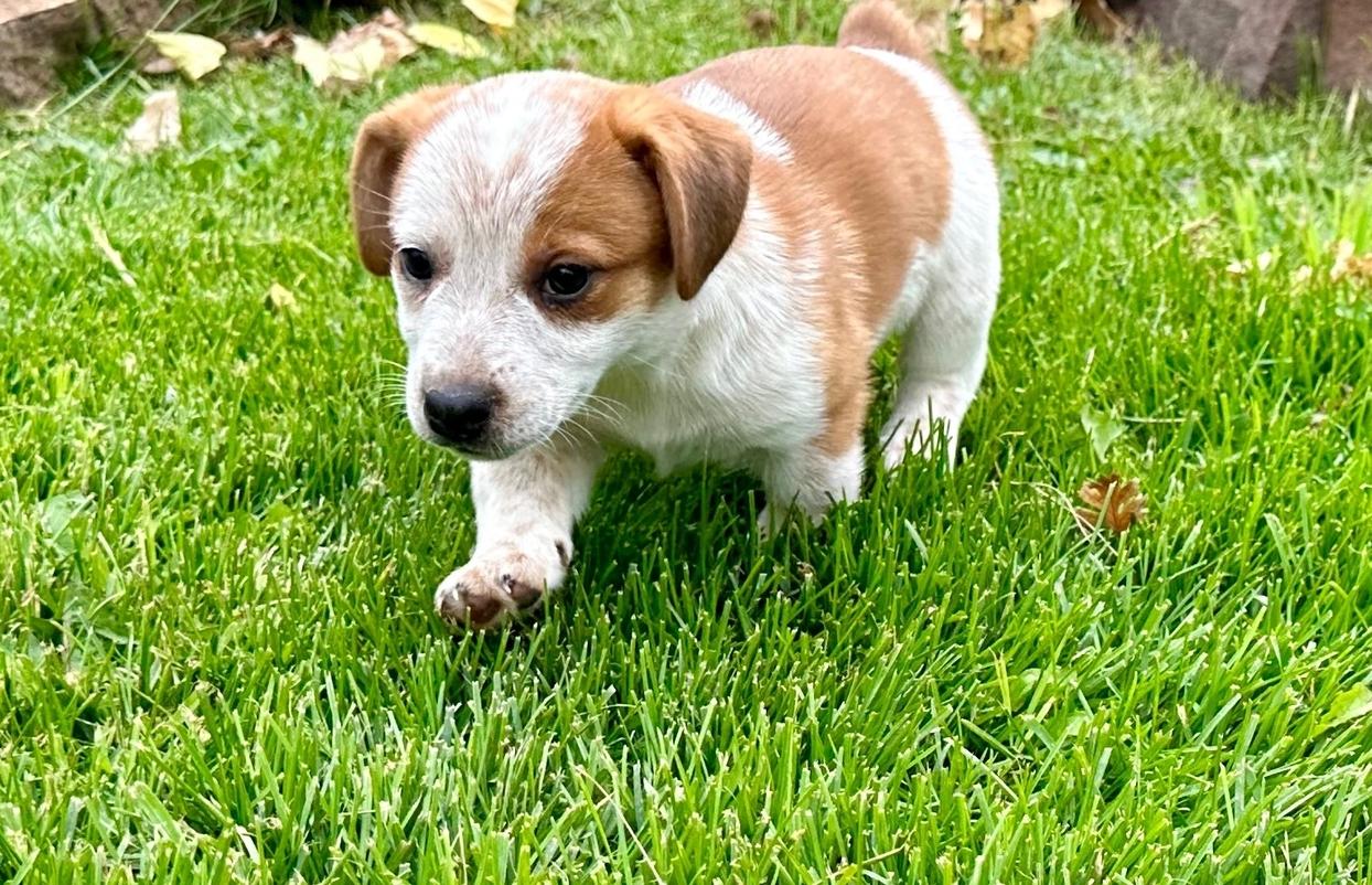 Katara (f) McCall’s 8/18