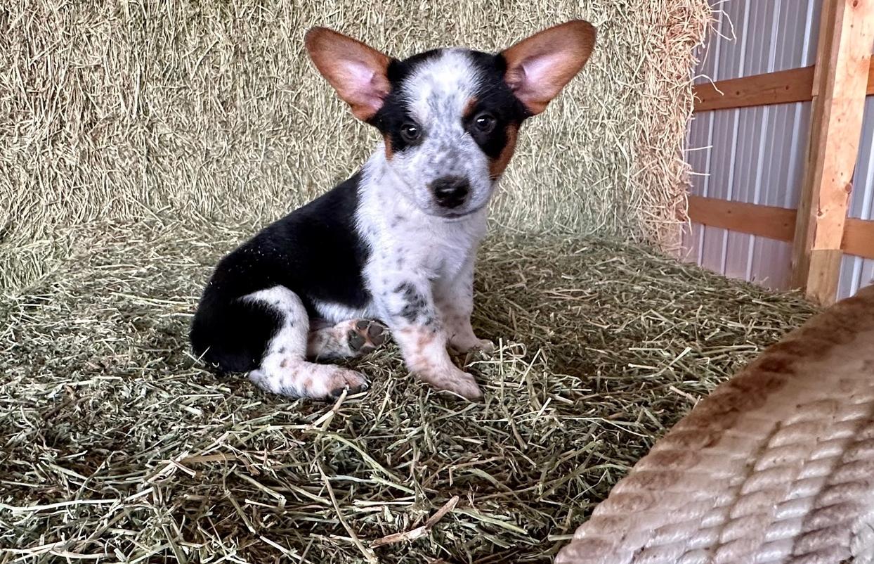 Pablo (m) McCall’s 8/17