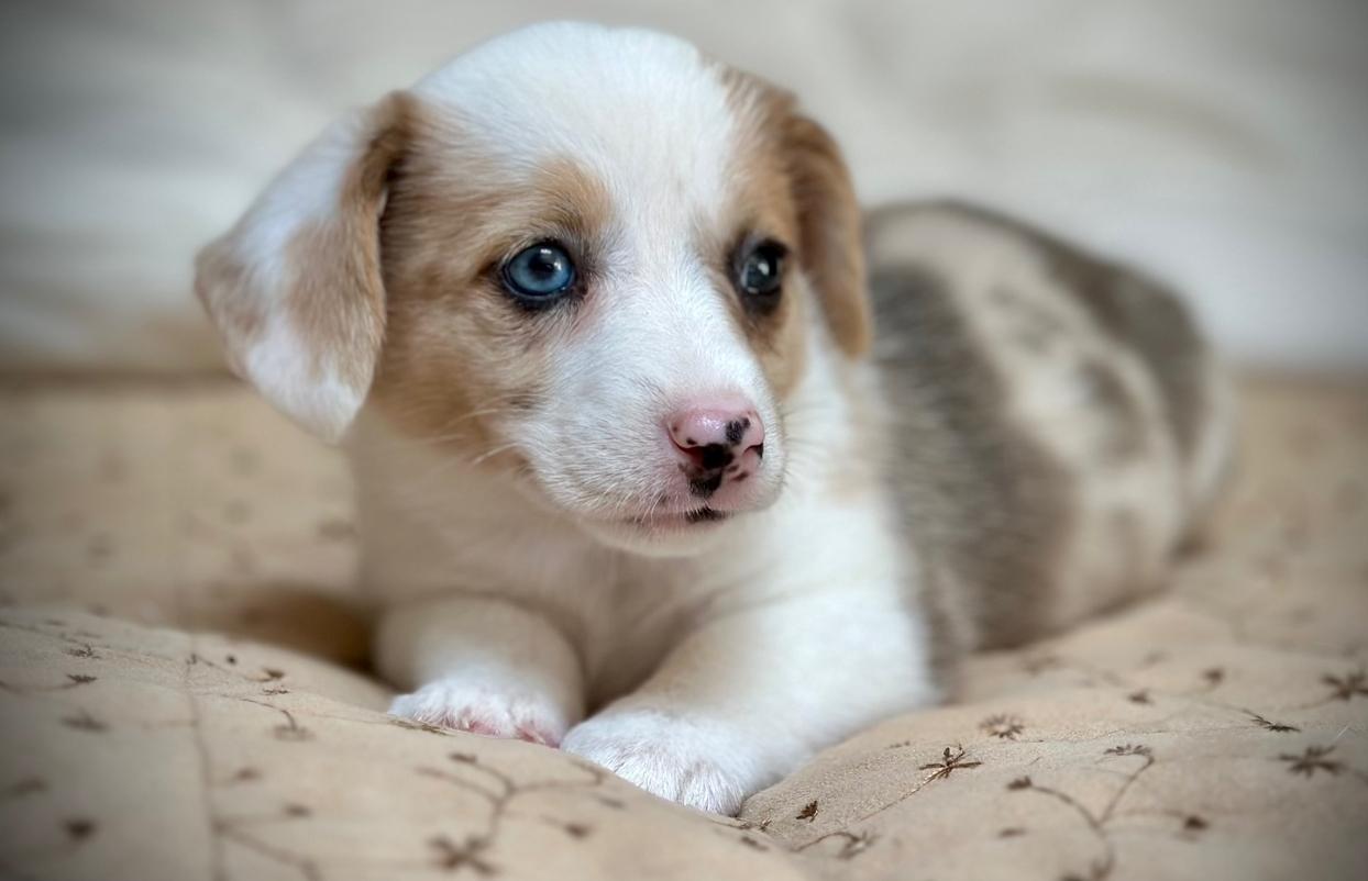 Corgi Puppies Montana | Two Rivers American Corgis