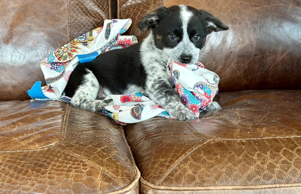 Kirby (m) McCall’s 8/17