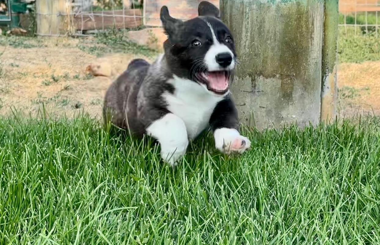 Dillon (m) Ashton’s 8/28