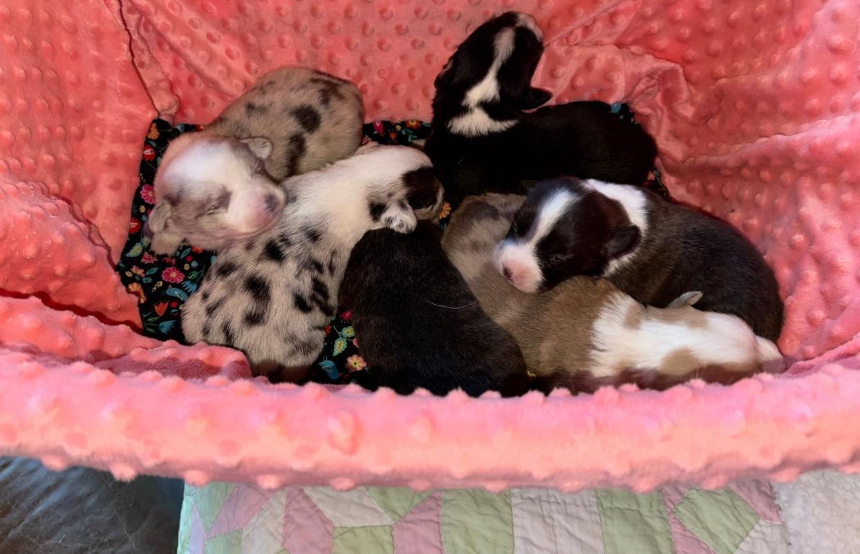 Ririe basket 12/29/23