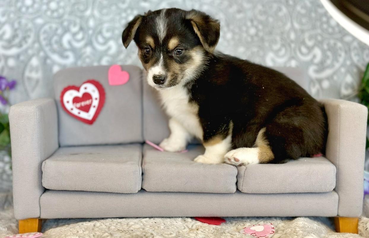 Ririe Atlas/ TEDDY 2/18