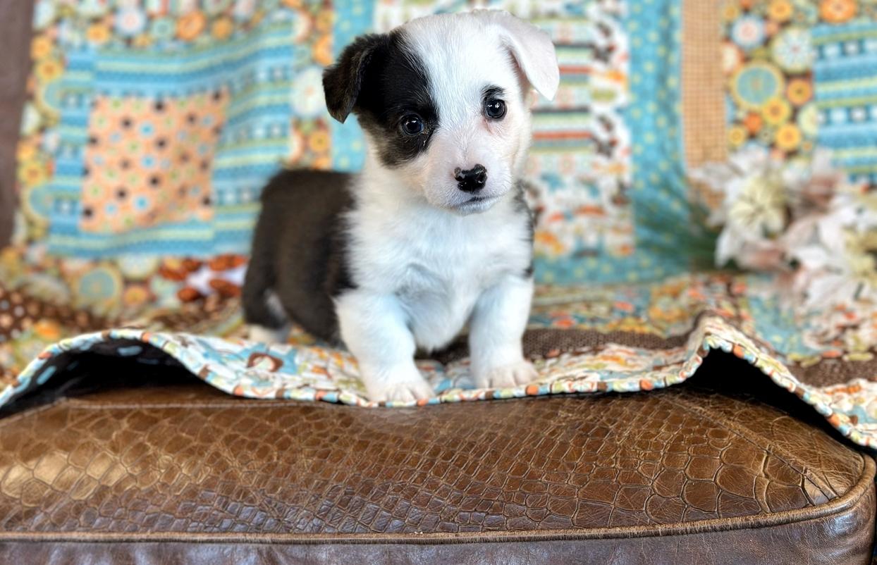 Remington Ashton's 2/22