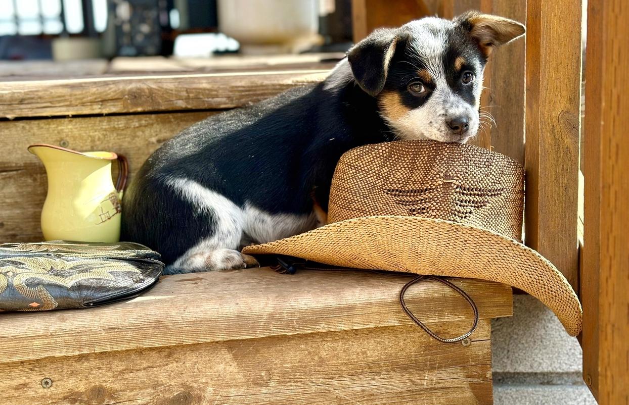 Foxy McCall 2/5, then 3/10