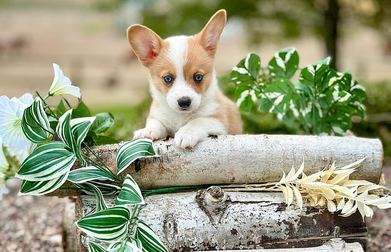 Frankie (Rigby.s) 08/24