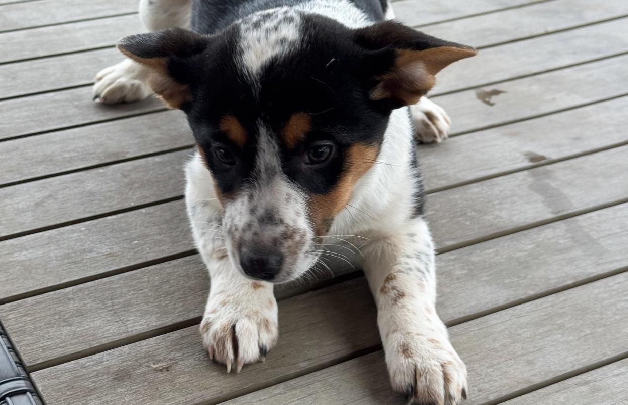 Cowboy Ali (3/13 from 2/25)