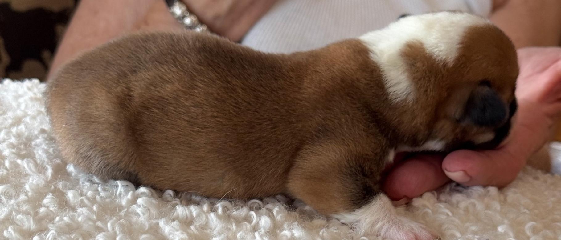 Alice, female, American Corgi 