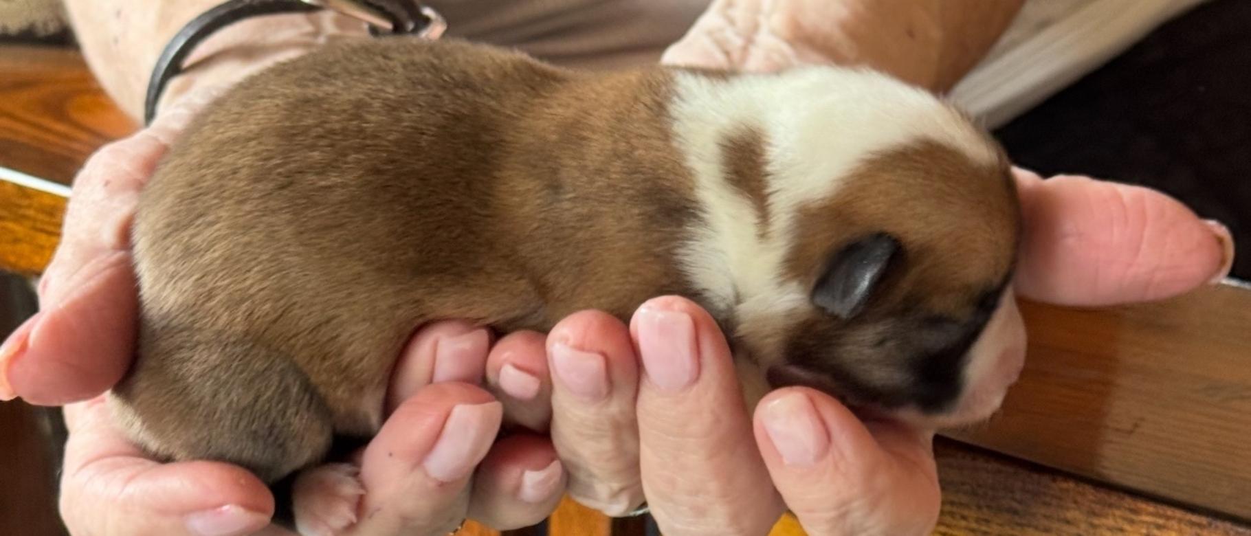 Echo, Sable American Corgi 