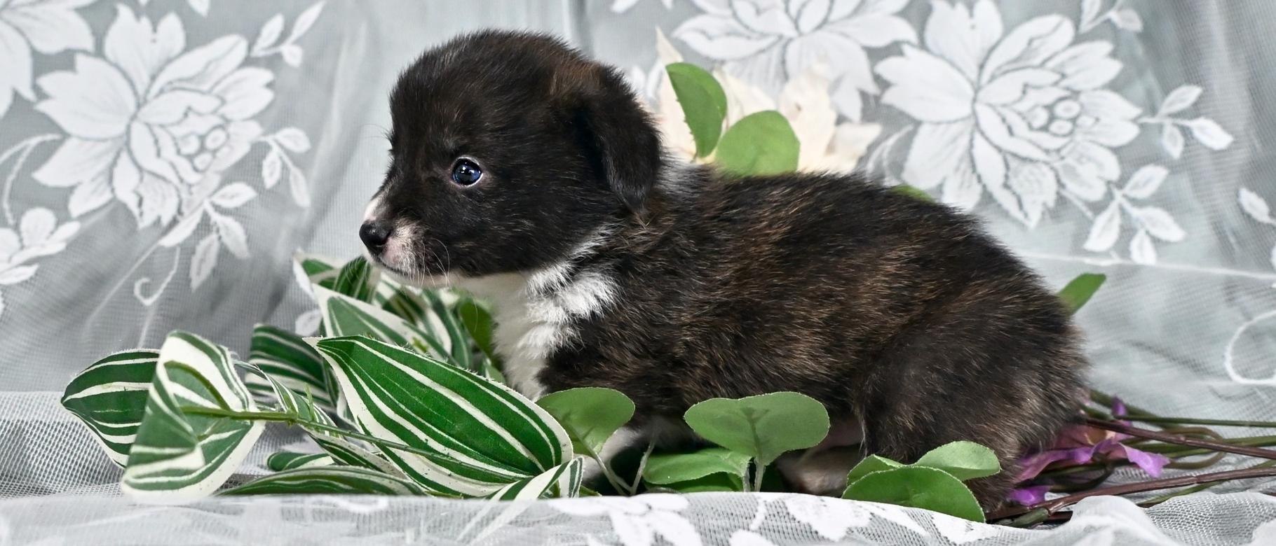 Dillon 17 Jun 2025