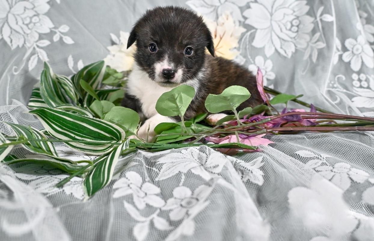 Dillon, Brindle 17 June 2025