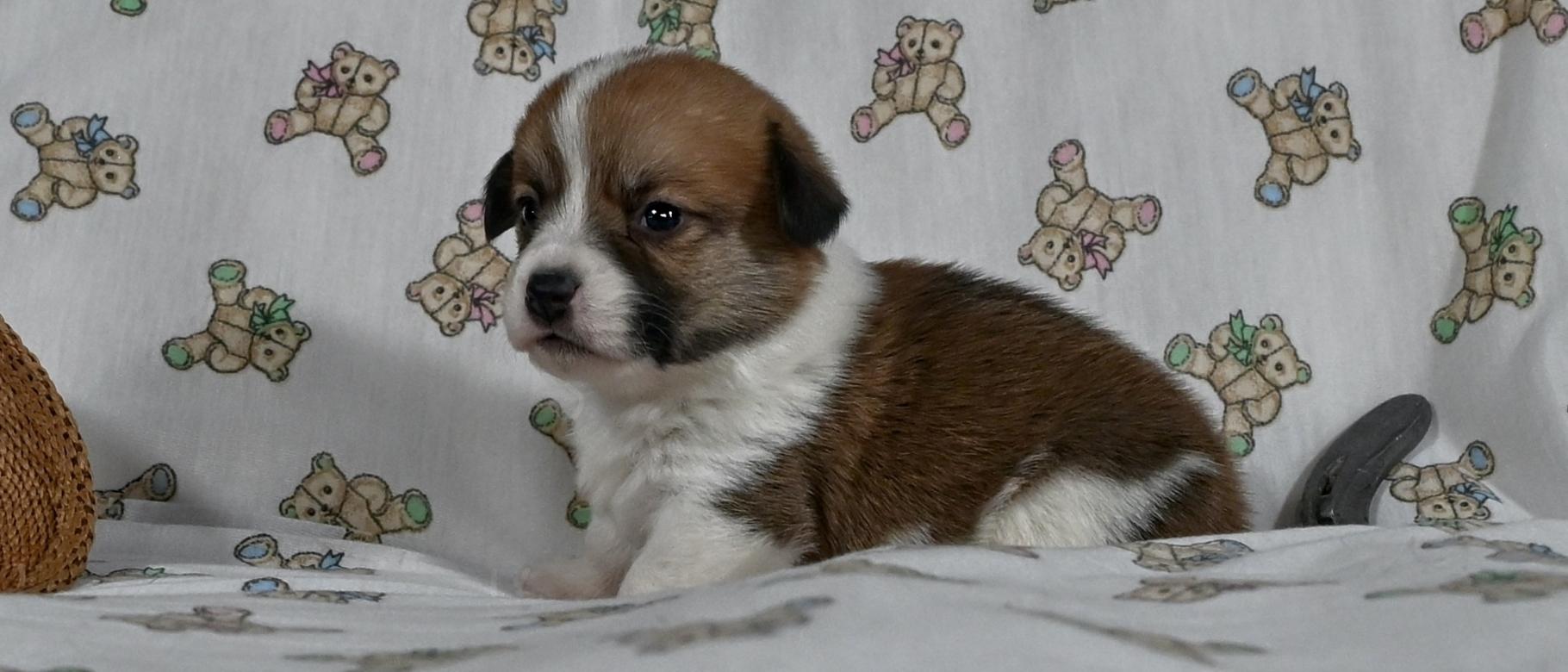 sampson 6/17/2025
