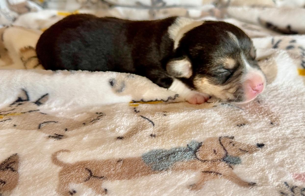 Karla/week old/Picabo’s