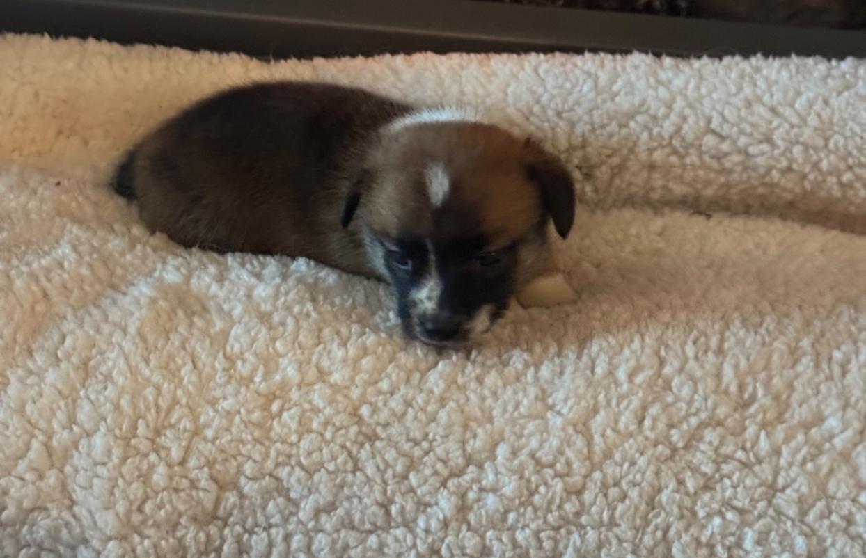 Brett 12/05/25 4 weeks