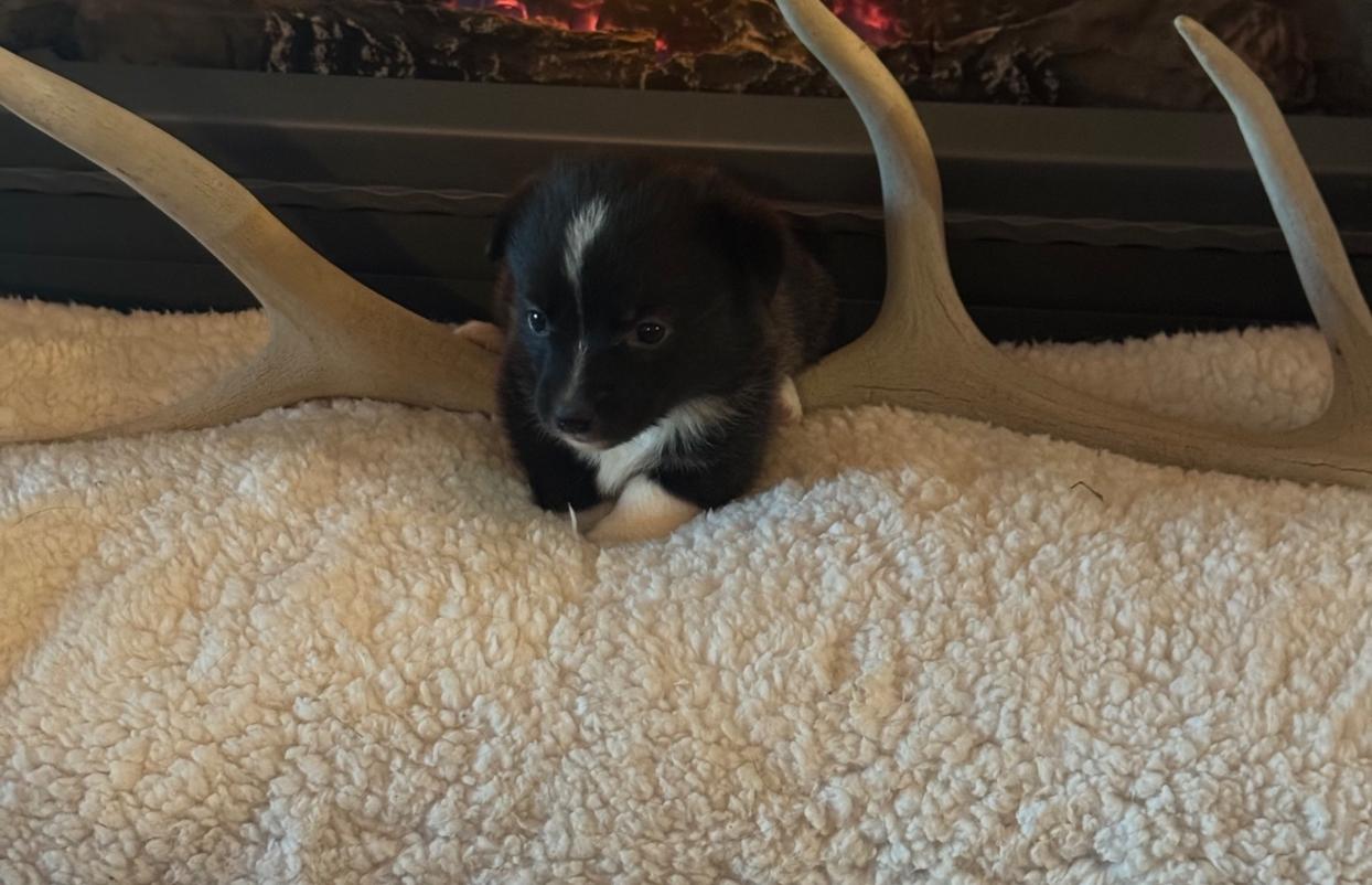 Freddy boy 12 1 2025